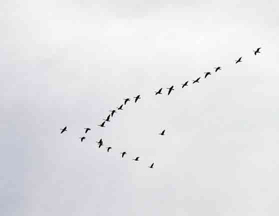 Spring geese migration
