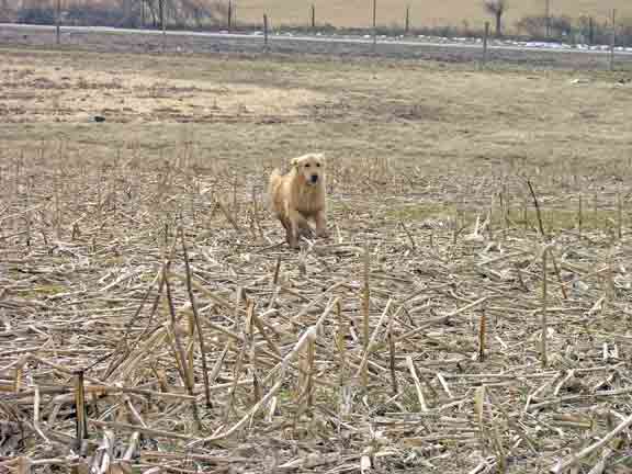 Tess runs through the old corn field
