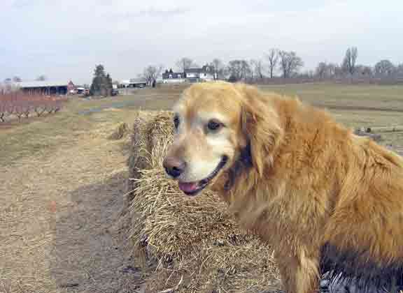 Molly on a hay bale