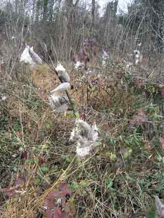 Milk weed