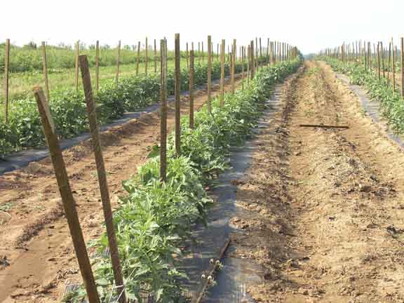 Tomatoe plants on stakes