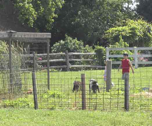 Visiting the goats