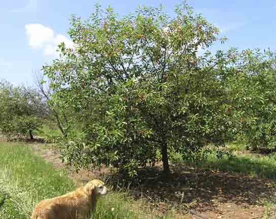 Cherry tree