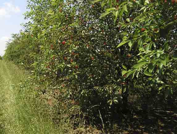 Lots of cherry trees