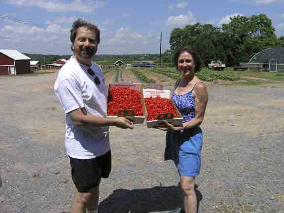 Lovely picked cherries.