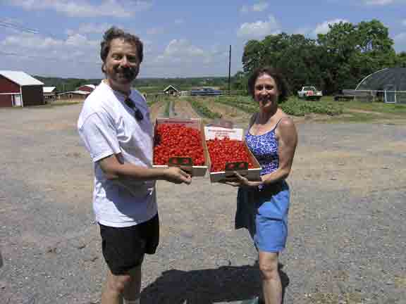 Lovely picked cherries.