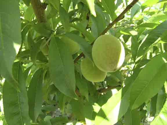 Green peaches.