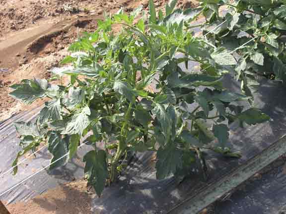 Tomato plant