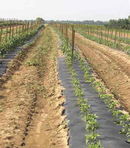 Green Pepper rows