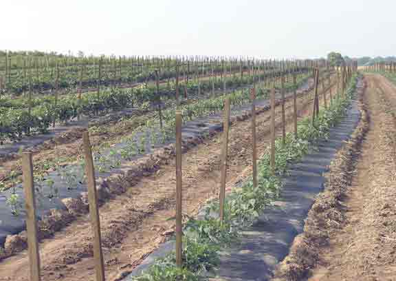 Tomatoe rows