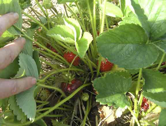 Strawberries