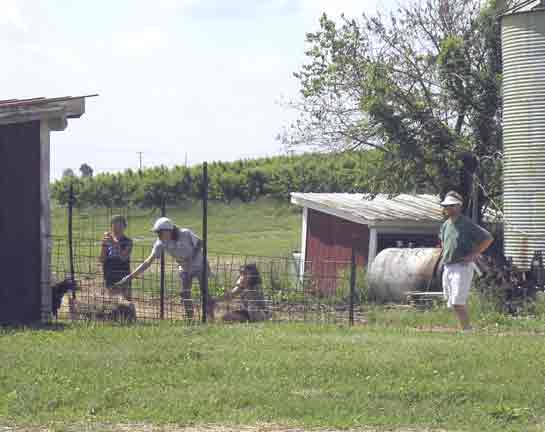 Visiting the goats