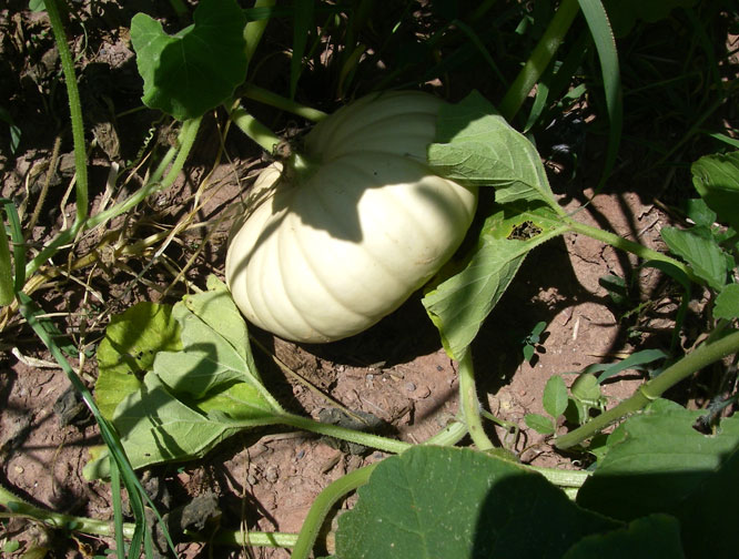 white gourd