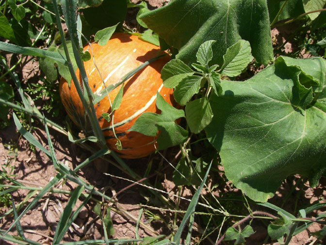 orange gourd