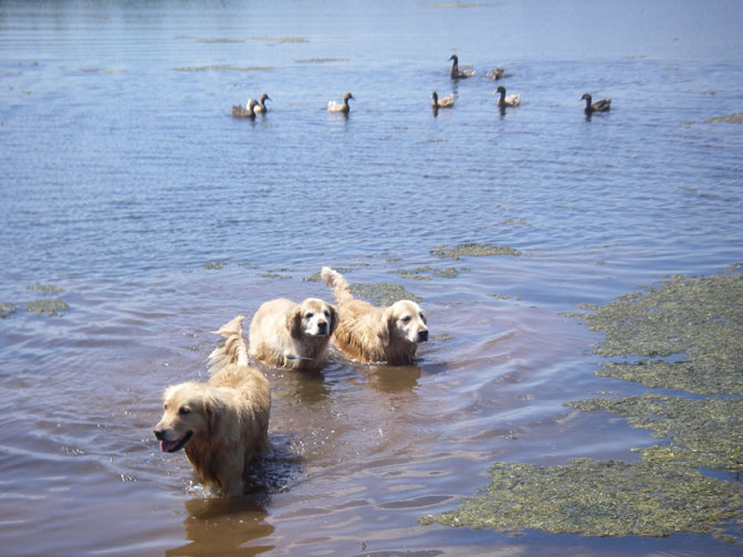 Dogs in pond
