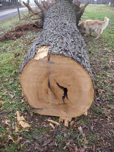 Oak tree down