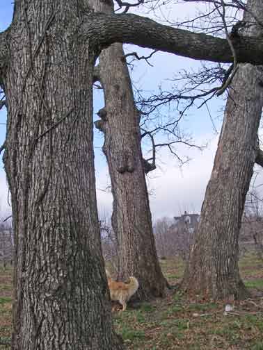 remaining oak trees