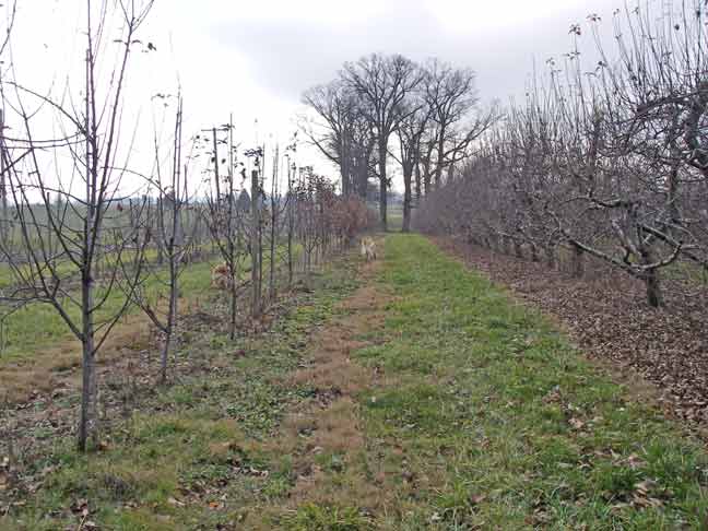 other oak trees