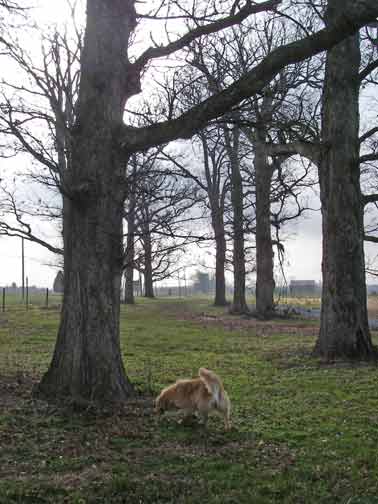 other oak trees