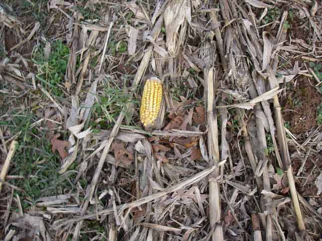 corn in the field