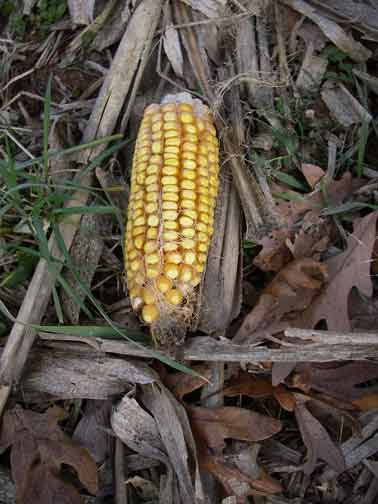 corn close up