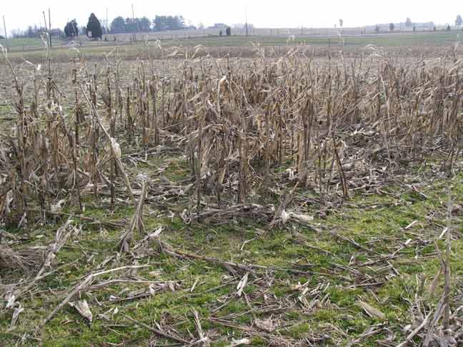 standing old corn stalks