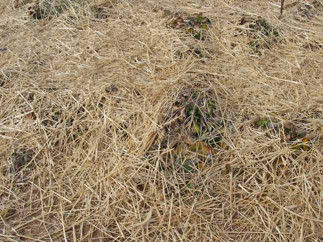 straw covered strawberry plants
