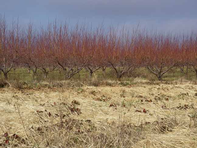 peach trees