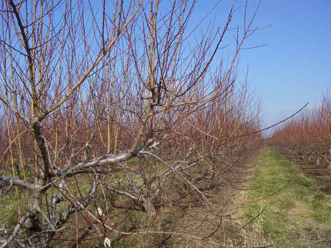 peach trees close up