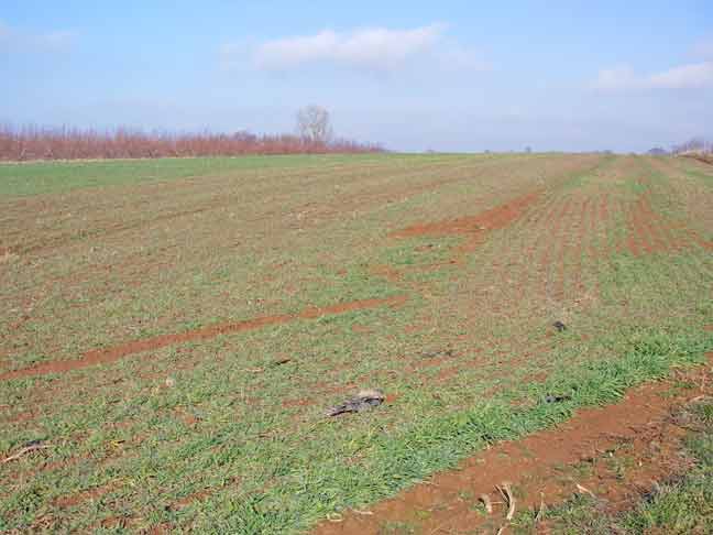 vegetable field