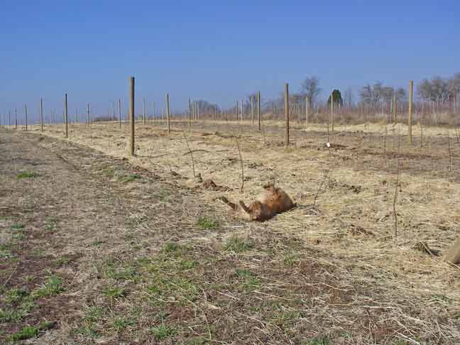 new apple trees