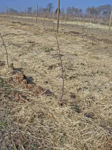 new apple trees