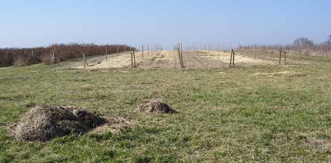 new apple trees