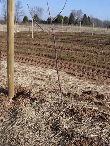 new apple trees
