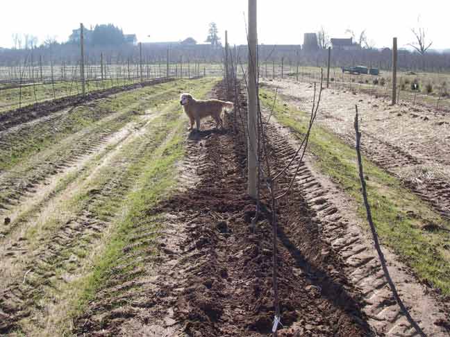 new apple trees