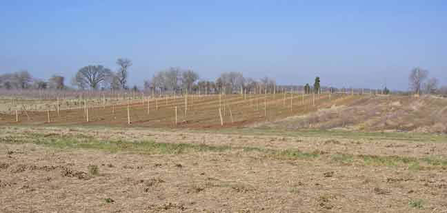 new apple trees