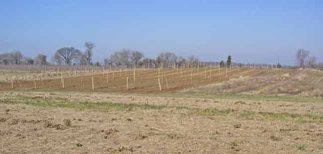 new apple trees