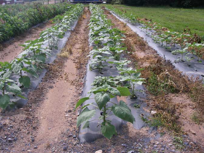 Sunflower plants