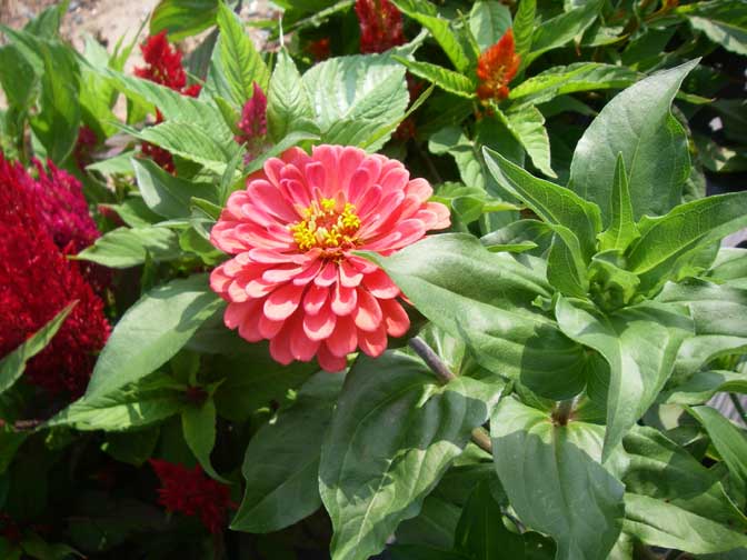 Red zinnia