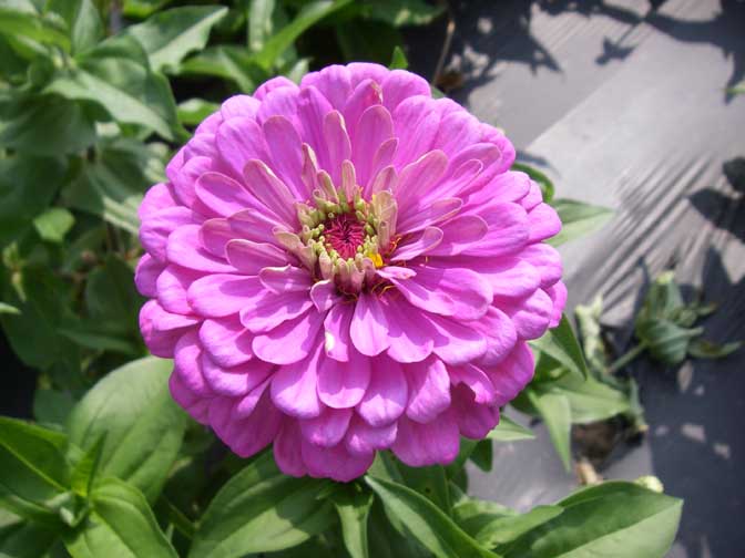 violet zinnia