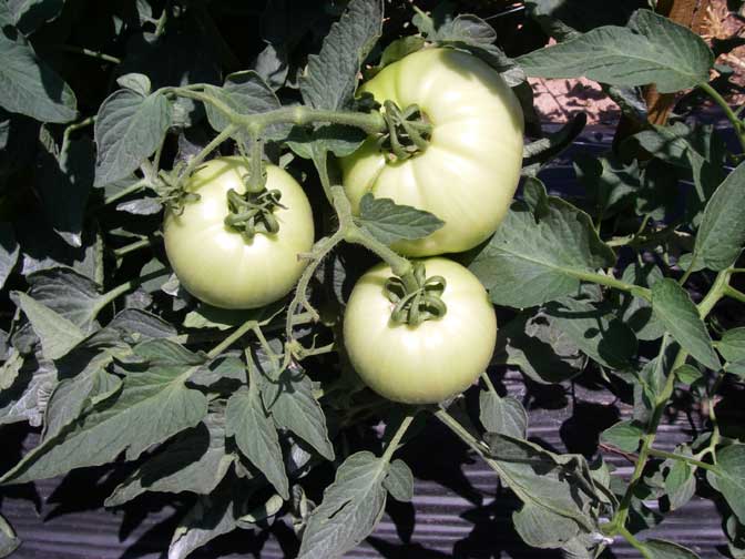 Green tomatoes