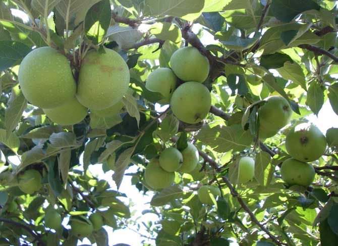 Green apples