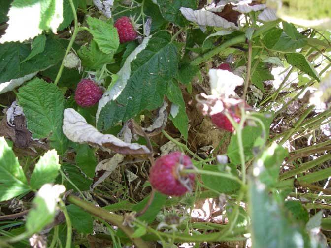 raspberries