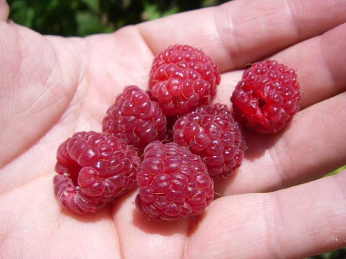 raspberries