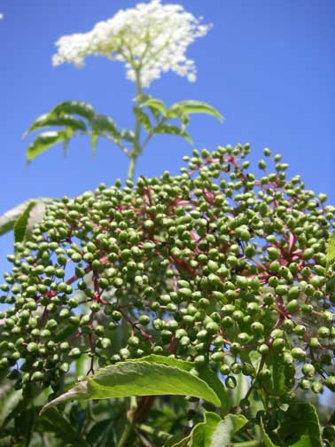 Elderberries