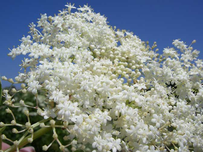 Elderberries