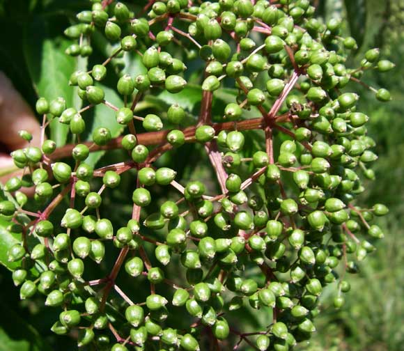 Elderberries