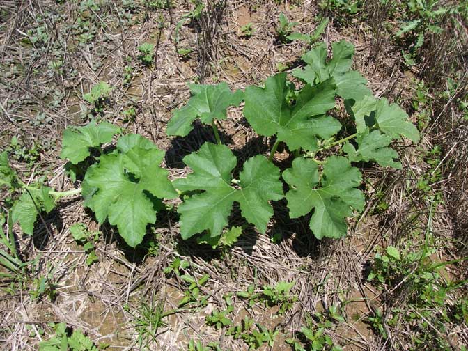 pumpkin plant