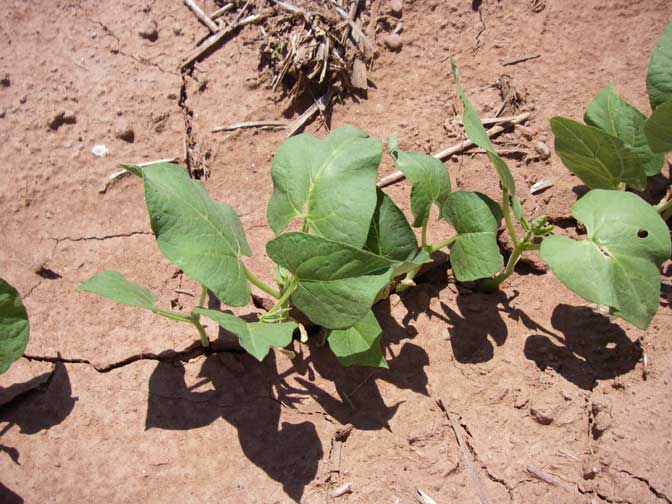 bean plant