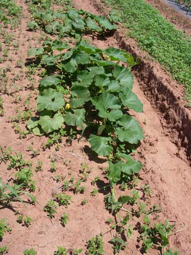 big pumpkin plant